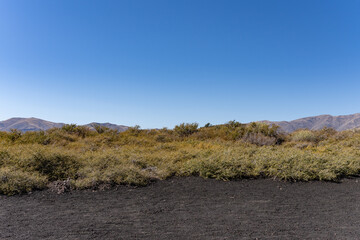 Purshia tridentata, bitterbrush,Purshia of the family Rosaceae. Inferno Cone Trail. Craters of the Moon National Monument & Preserve. Volcanic Field. Idaho's eastern Snake River Plain.