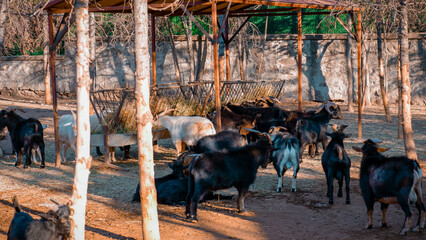 Atatürk Forest Farm - Travel - Photography - Fujifilm
