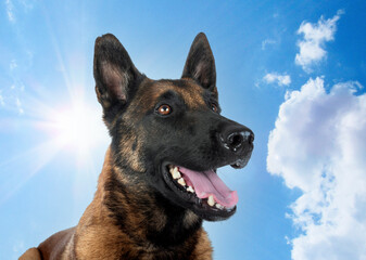 malinois in nature