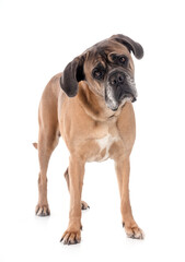 Obraz premium old cane corso