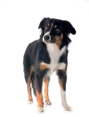 Miniature Australian Shepherd