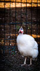 Atatürk Forest Farm - Travel - Photography - Fujifilm