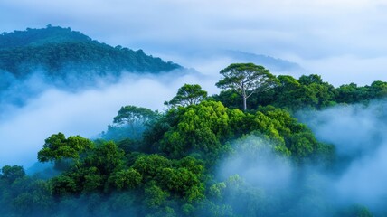 Obraz premium Misty dense forest biome showcasing intricate layers of greenery and rich biodiversity.