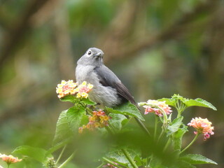 bird on a flower