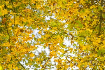 Maple tree with its orange leaves reflected in the pond, abstract