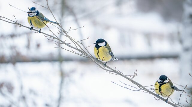 Three Tits perched on the narrow branches with the blurred background in winter