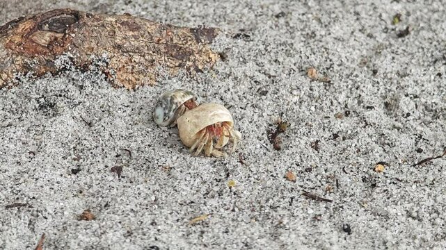 Small hermit carb, pagurus species.