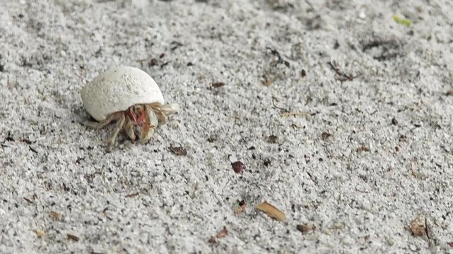 Cute hermit crab pop up from the beautiful sea shell