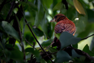 Southern Variable Pitohui perching on tree
