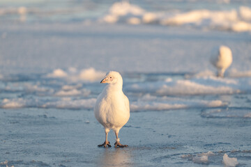 Sheathbill on the ice in Antarctica, Chionis alba, Southern Ocea