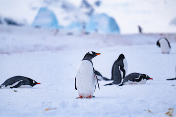 Group of gentoo penguins on the snow in Antarctica. South Pole