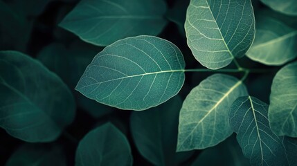 Obraz premium Exploring the Intricate Veins of a Leaf, Nature's Delicate Artwork