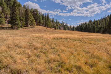 Fuller Canyon Meadow at North Rim AZ