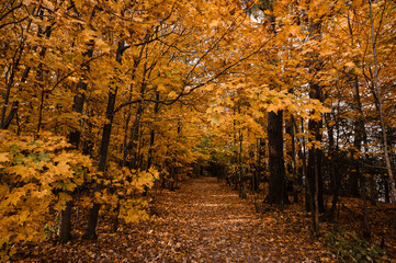 Obraz premium Beautiful golden leaves on a wooded trail on an autumn day.