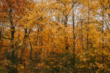 Fototapeta premium Trees with colorful orange and yellow leaves on autumn day.