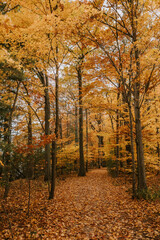 Obraz premium Beautiful golden leaves on a wooded trail on an autumn day.