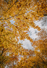 Looking up through canopy of yellow leaves on an autumn day.
