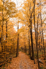 Beautiful golden leaves on a wooded trail on an autumn day.