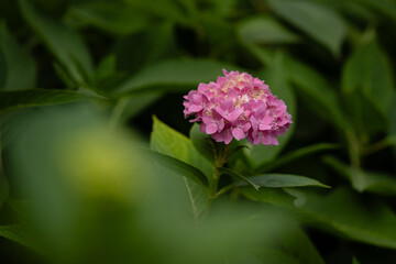 Beautiful pink hydrangea flower bloom with green summer leaves
