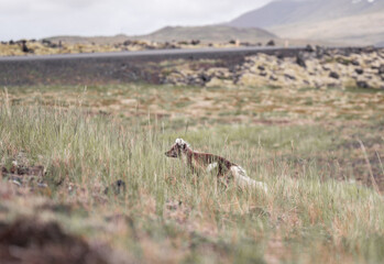 Arctic fox next to the road in Iceland in the summertime