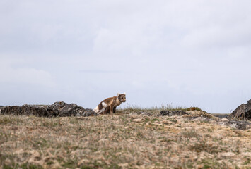 Arctic fox in Iceland in the summertime