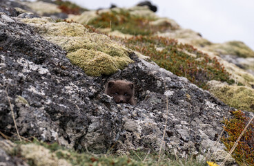 young puppy of Arctic fox in Iceland