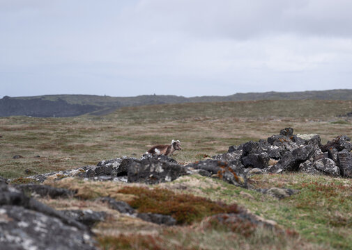 Arctic fox next to the road in Iceland in the summertime