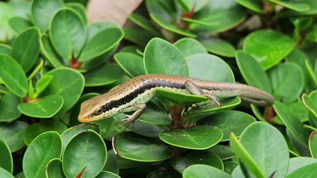 Scincoid lizard or Lipinia vittigera in nature.