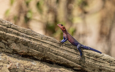 close up of a lizard