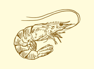 Fototapeta premium set of seafood Shrimp handdrawn illustration