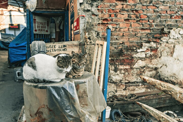 Cute Istanbul cats near fish market close to Galata bridge, Istanbul, Turkey