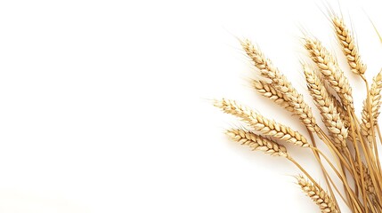 Fototapeta premium Wheat Stalks on White Background