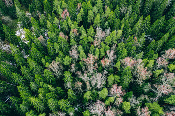 Aerial drone view of green autumn forest with first snow. Green fir spruce and birch forest from above.