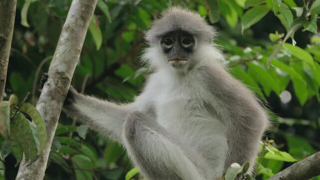 Close up footage of a primates known as White-Tighed Surili/Langur sitting on a branch of a big tree in a beautiful rainforest. Out of focus leaves in the foreground and background.