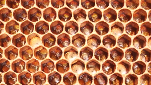 Eggs and larvae of future honey bees.
These are two successive phases of honey bee development.

