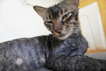 A detailed close-up of an ill black tabby cat with oily, unkempt fur and piercing yellow-green eyes. Its frail body and droopy expression convey its weakened state. The background consists of a white 