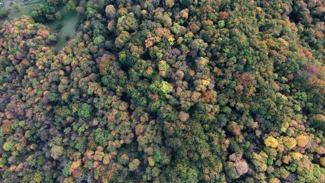 L'image montre une vue a&eacute;rienne d'une for&ecirc;t dense &agrave; l'automne. L'image est prise d'en haut, offrant une perspective unique sur les arbres color&eacute;s qui composent la for&ecirc;t.