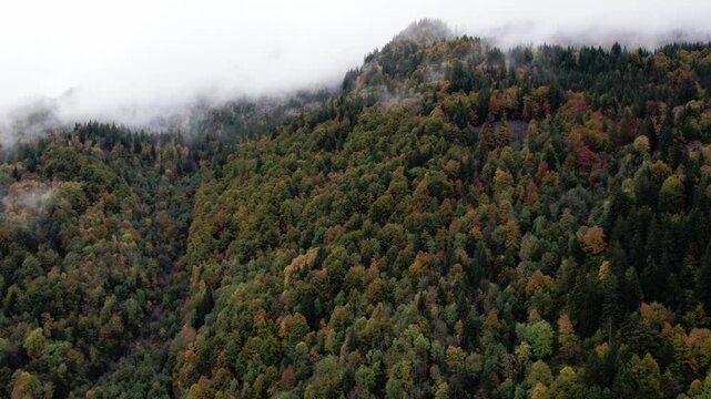 On peut voir une for&ecirc;t dense et feuillus, avec des arbres de diff&eacute;rentes tailles et couleurs. Les arbres sont principalement verts, jaune, orange et du rouge.