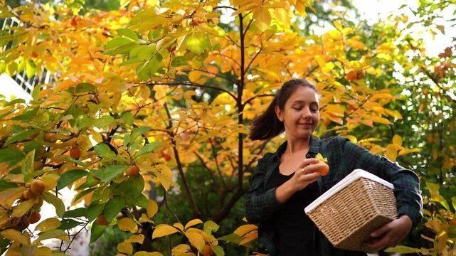Farmer girl picks a ripe persimmon from the branches of a tree and puts it in a basket. High quality 4k footage
