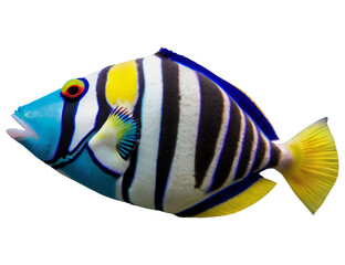 Picasso Triggerfish isolated on white