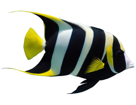 yellow tang fish