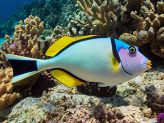 Picasso Triggerfish in coral reef
