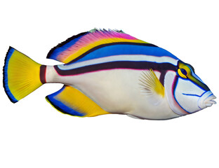 Picasso Triggerfish beautiful color