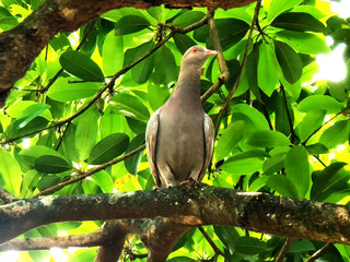 pigeon perch in branch of tree. exotic bird.