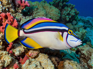 colorful Picasso Triggerfish