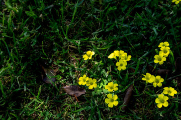 Yellow Wildflowers Blooming in Green Grass
