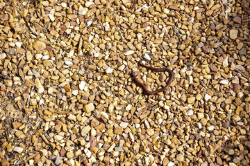 A small brown mole snake (Pseudaspis cana) on a gravel path, it's non-venomous, native to South Africa. 