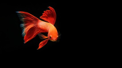 Naklejka premium Red Betta fish with full spread fins, swimming alone in the water