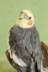 The face of an Australian parakeet that looks very dashing and dignified with a crest standing upright. This hook-billed bird has the scientific name Nymphicus hollandicus.