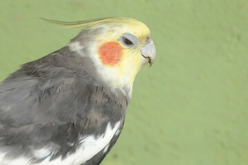 The face of an Australian parakeet that looks very dashing and dignified with a crest standing upright. This hook-billed bird has the scientific name Nymphicus hollandicus.